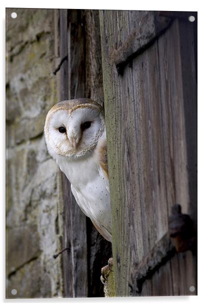 Barn Owl Bird of Prey Acrylic by Mike Gorton