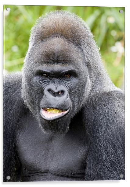 Male Silverback Gorilla Acrylic by Mike Gorton