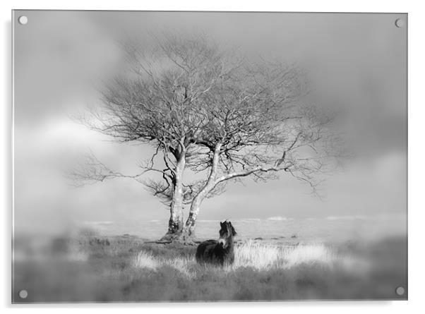 Exmoor Pony under a lone tree Acrylic by Mike Gorton