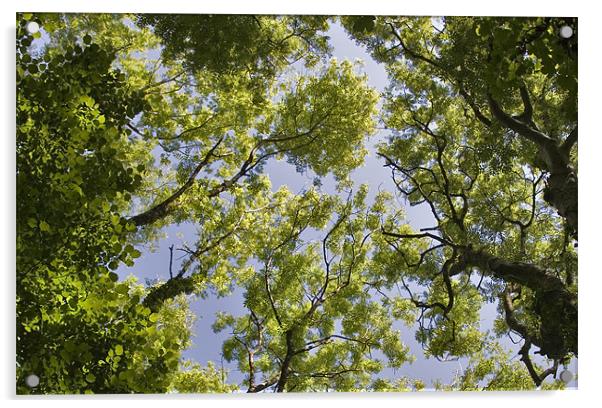 Tree Canopy Acrylic by Mike Gorton