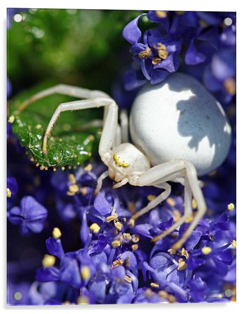White Crab Spider Acrylic by Mike Gorton