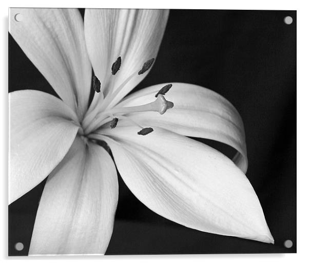 Fragrant Lily Acrylic by Mike Gorton