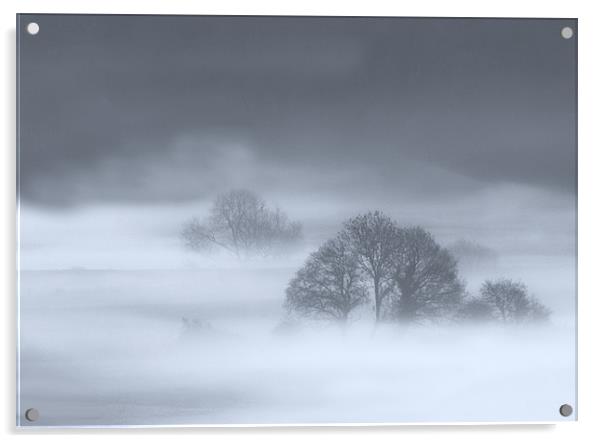Misty Trees Acrylic by Mike Gorton