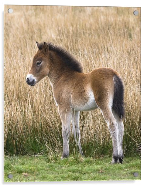 Exmoor Pony Foal Acrylic by Mike Gorton