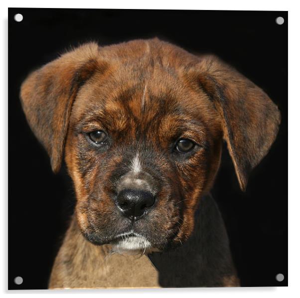 Adorable Boxweiler Puppy Acrylic by Mike Gorton