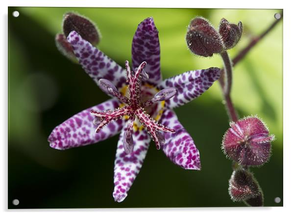 Toad Lily - Tricyrtis hirta Acrylic by Mike Gorton
