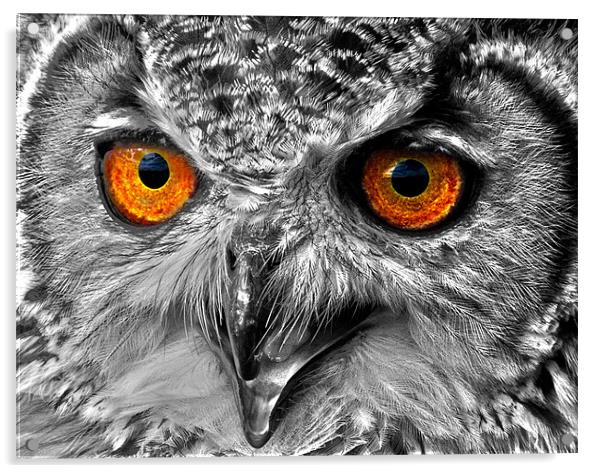 Eyes of a Bird of Prey Acrylic by Mike Gorton