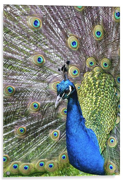 Peacock Acrylic by Mike Gorton