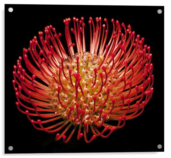 Pincushion flowers (scabiosa) Acrylic by Mike Gorton