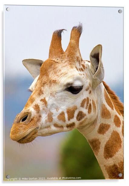 giraffe head shot  Acrylic by Mike Gorton