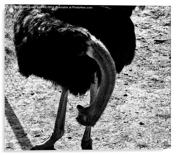 Wondering ostrich Acrylic by macaulay sanders