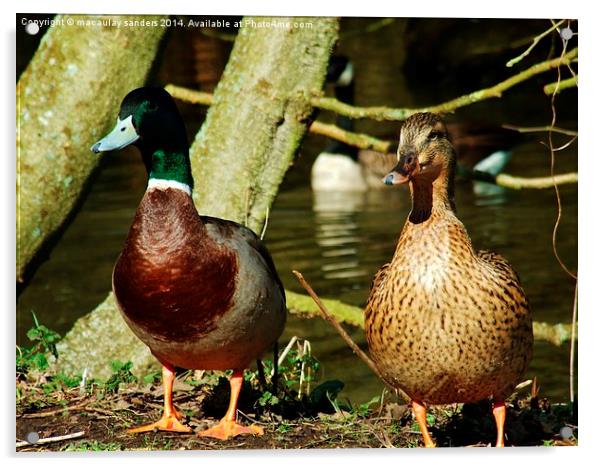 Ducky Acrylic by macaulay sanders