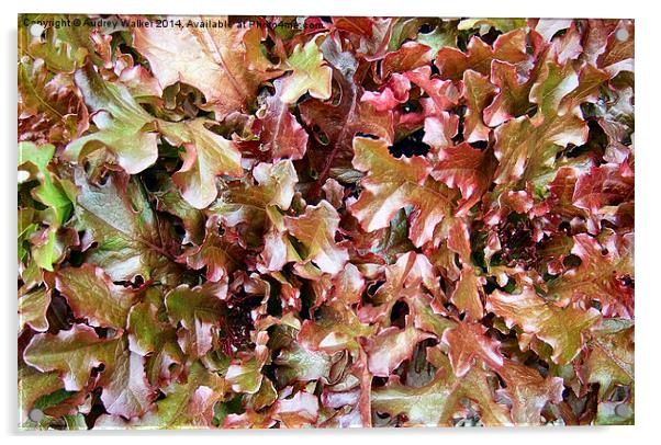 Red Salad Leaves Acrylic by Audrey Walker