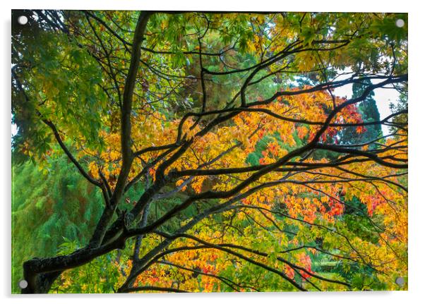 Autumn colours Acrylic by Audrey Walker
