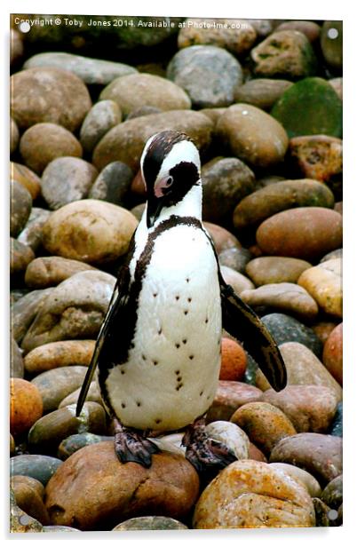Humboldt Penguin Acrylic by Toby  Jones