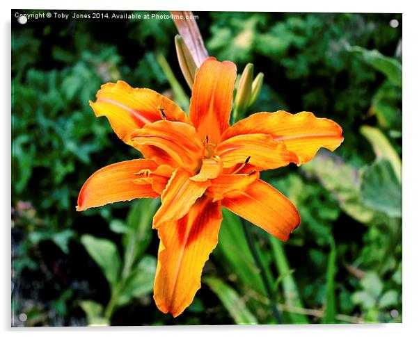 Orange Iris Flower Acrylic by Toby  Jones