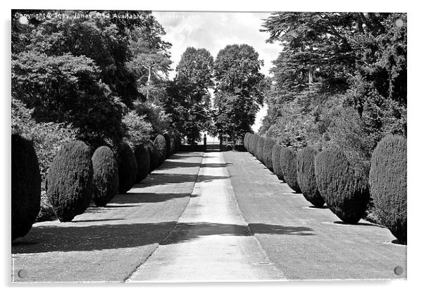 Tree Lined Path Acrylic by Toby  Jones