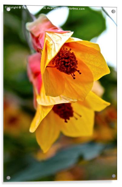 Kentish Belle Flower Acrylic by Toby  Jones