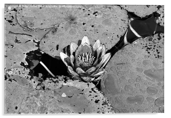 Water Lilly Acrylic by Toby  Jones