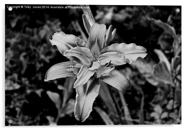 Iris Flower Acrylic by Toby  Jones