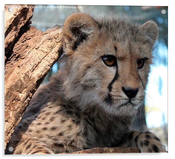 Cheetah Cub Acrylic by Toby  Jones