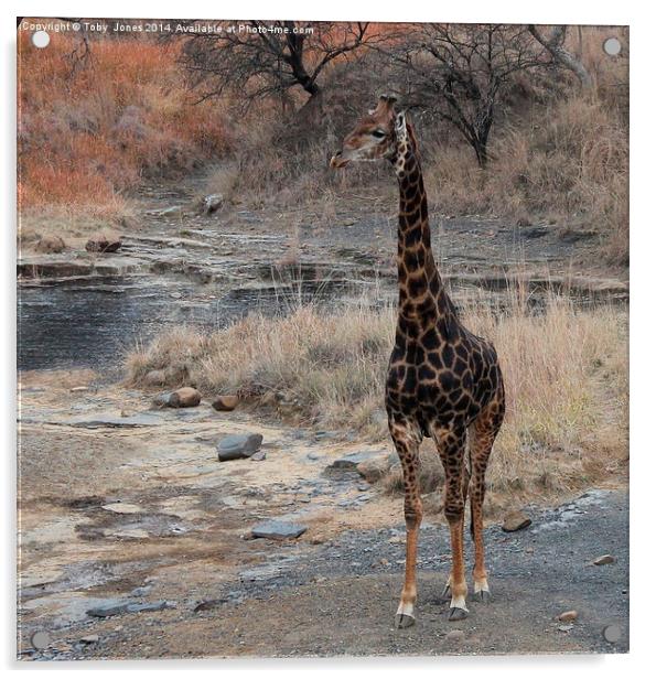 Male Giraffe Acrylic by Toby  Jones