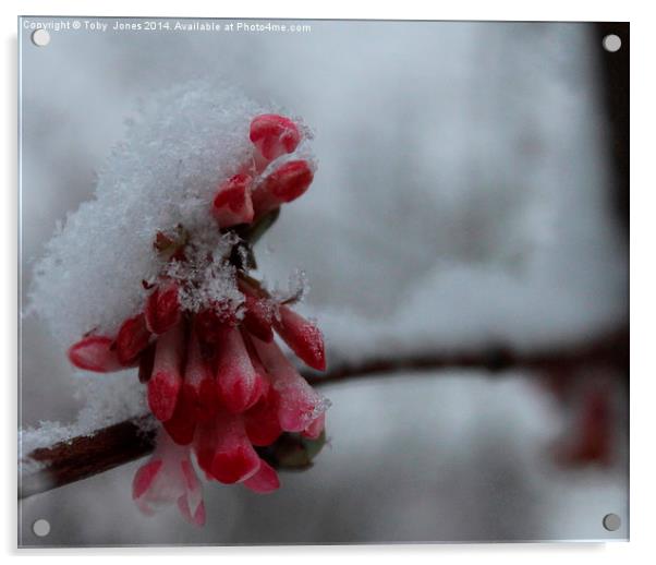 Snow Blossom Acrylic by Toby  Jones