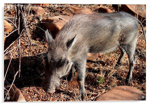 Warthog Acrylic by Toby  Jones