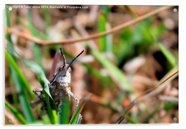 African Grasshopper Acrylic by Toby  Jones