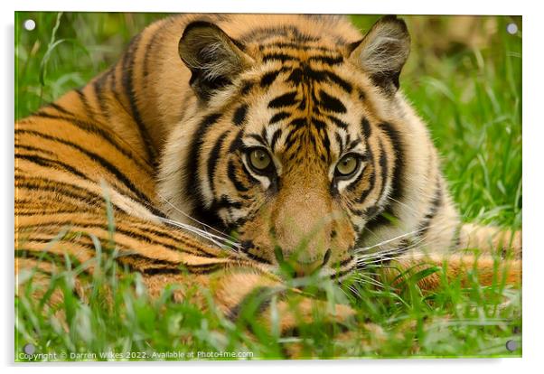 Sumatran Tiger Cub Resting  Acrylic by Darren Wilkes