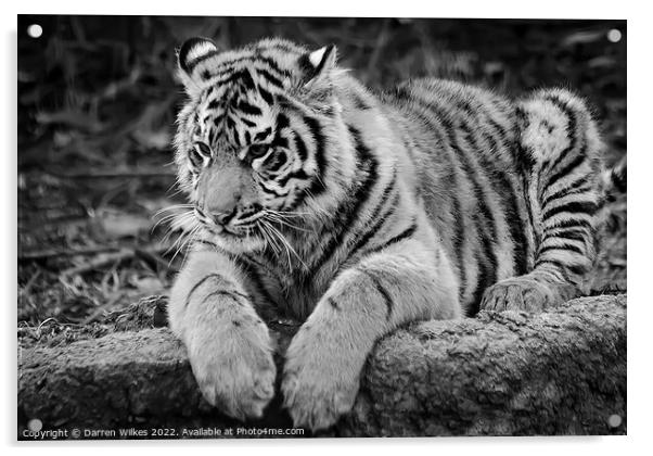  Sumatran Tiger cub in Black and white  Acrylic by Darren Wilkes