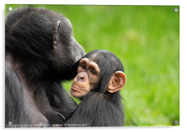  Chimpanzee Mother and Young Acrylic by Darren Wilkes