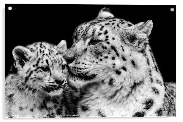 Snow Leopard Mother And Baby Acrylic by Darren Wilkes