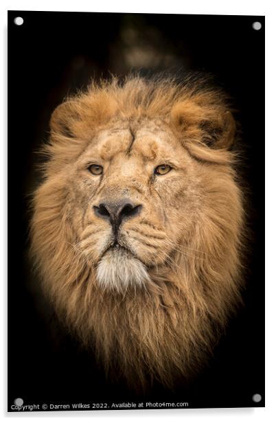 Male Asiatic Lion Acrylic by Darren Wilkes