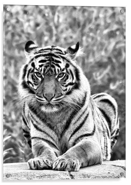 Sumatran Tiger In Black And White Acrylic by Darren Wilkes