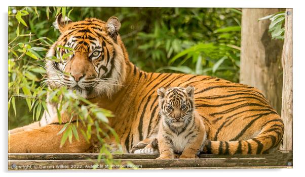 Sumatran Tiger And Cub Acrylic by Darren Wilkes