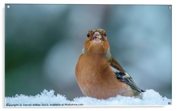 Chaffinch In The Snow  Acrylic by Darren Wilkes