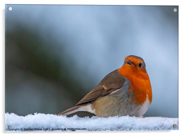 Festive Robin in Winter Wonderland Acrylic by Darren Wilkes