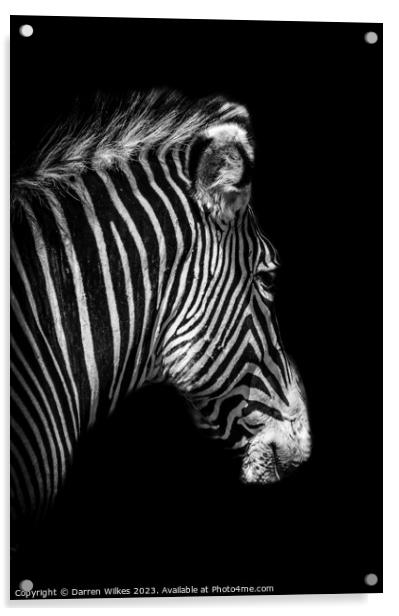 Grévy's zebra Portrait - Black and White   Acrylic by Darren Wilkes