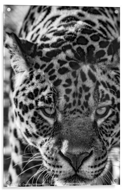 Male Jaguar - Black And White  Acrylic by Darren Wilkes