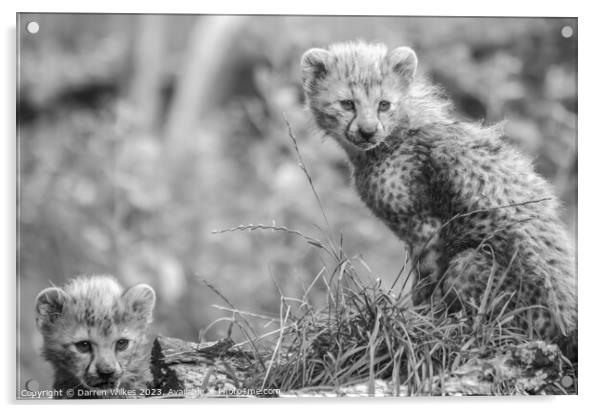 Fluffy Furbabies Two Young Cheetah Cubs on the Afr Acrylic by Darren Wilkes