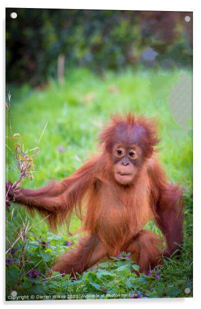 Confident Orangutan Baby Explores World Acrylic by Darren Wilkes