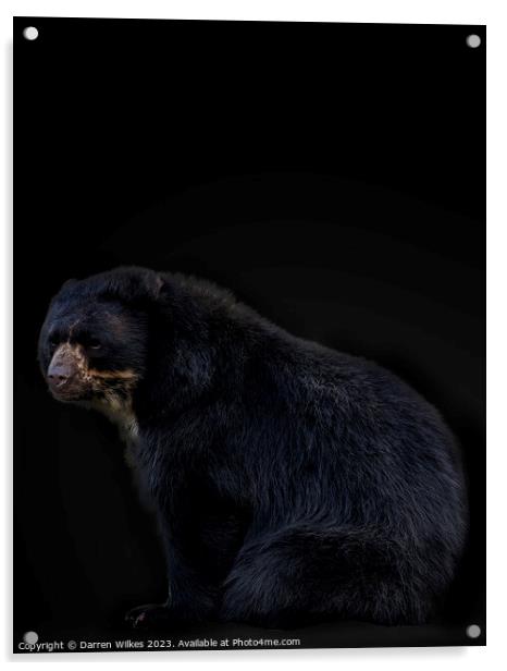 Andean Bear Portrait  Acrylic by Darren Wilkes