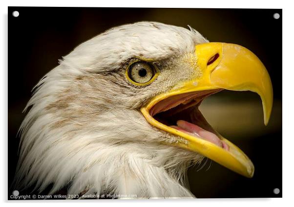 Bald Eagle - Haliaeetus leucocephalus Acrylic by Darren Wilkes