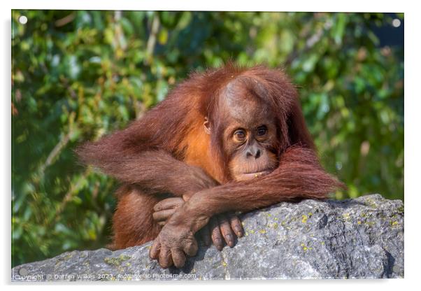 Adorable Sumatran Orangutan Watching Over Newborn Acrylic by Darren Wilkes