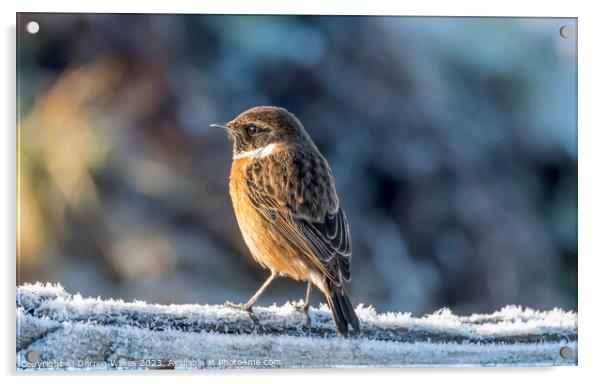 The Frosty Stonechat Acrylic by Darren Wilkes