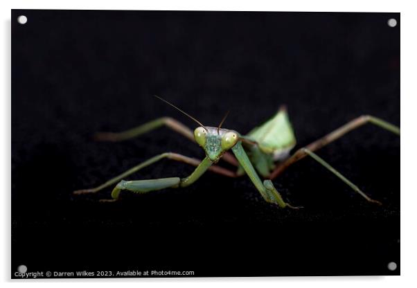 Majestic Praying Mantis Acrylic by Darren Wilkes