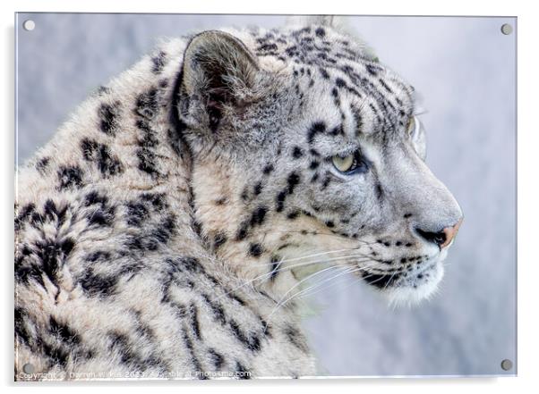 The Elusive Snow Leopard  Acrylic by Darren Wilkes