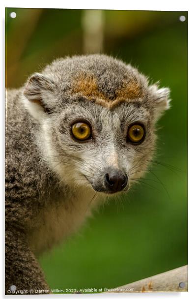Crowned lemur - Eulemur coronatus Acrylic by Darren Wilkes