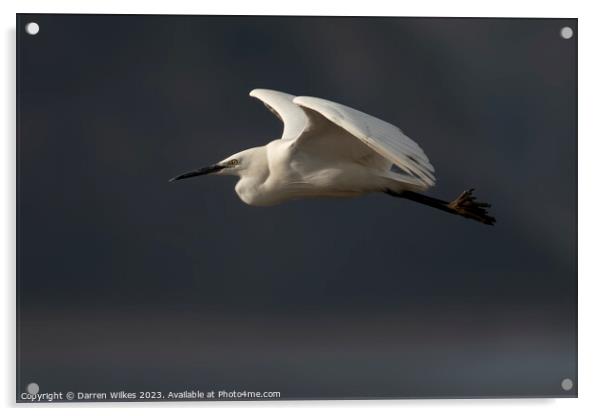 Little Egret In Flight  Acrylic by Darren Wilkes